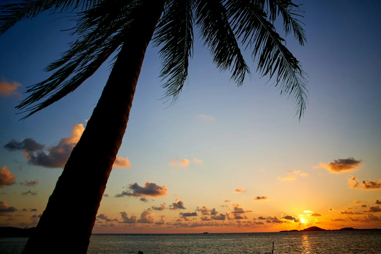 Palm silhouette above the sea at sunrise on Tean Island, Thailand